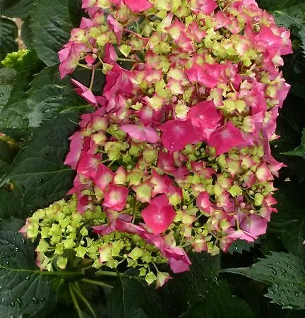 Les Hirondelles * Ribeauvillé